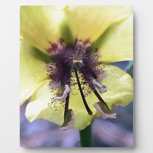 Plaque Photo Fleur jaune 3 (Devant)
