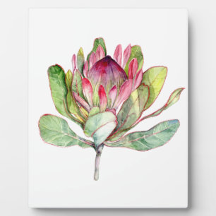Plaque Photo Fleur Protea