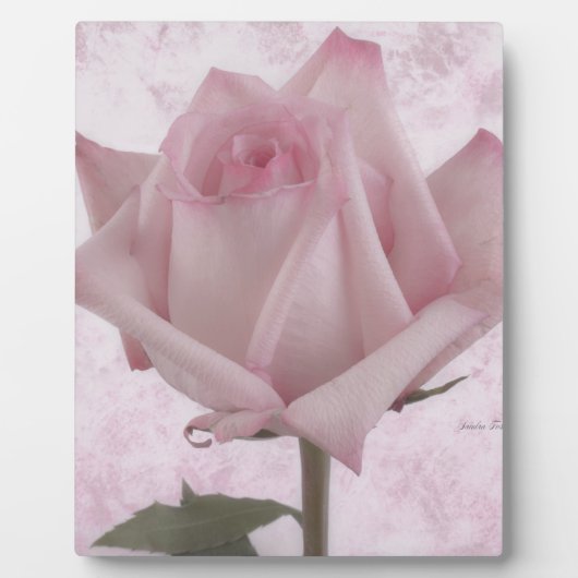 Plaque Photo Fleur rose douce (Devant)