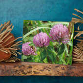Plaque Photo Fleur sauvage de trèfle rose - Trifolium pratense (Côté)