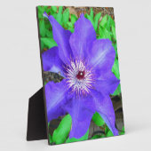 Plaque Photo Fleur violette Clematis (Côté)