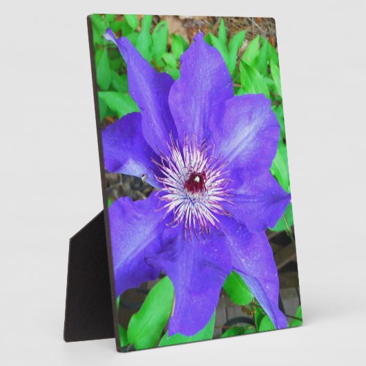 Plaque Photo Fleur violette Clematis (Côté)