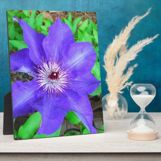Plaque Photo Fleur violette Clematis (Côté)