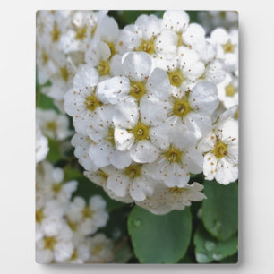 Plaque Photo Fleurs blanches brillantes