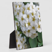 Plaque Photo Fleurs blanches brillantes (Côté)