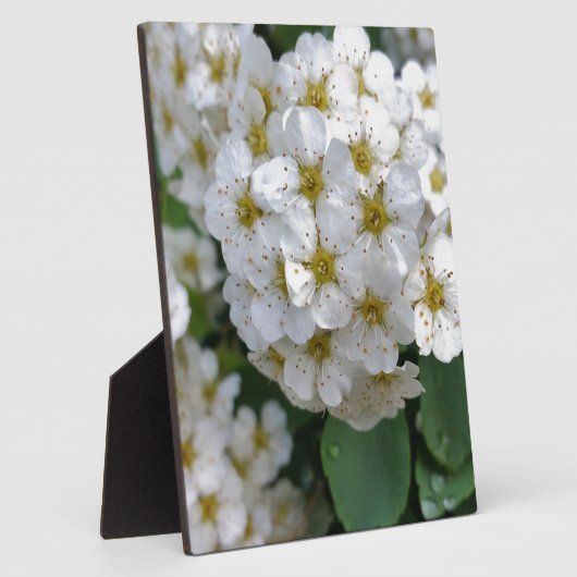 Plaque Photo Fleurs blanches brillantes (Côté)