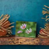 Plaque Photo Fleurs Cosmos (Côté)