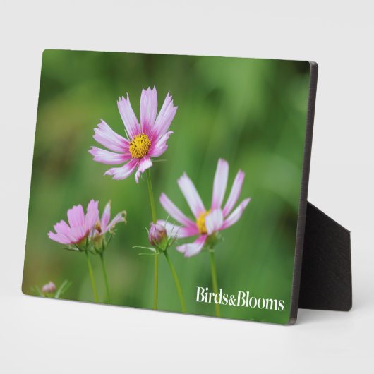 Plaque Photo Fleurs Cosmos (Côté)