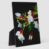 Plaque Photo Fleurs de cerisier minimalistes noir et blanc (Côté)