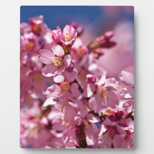 Plaque Photo Fleurs de cerisier Sakura embrassées par la lumièr