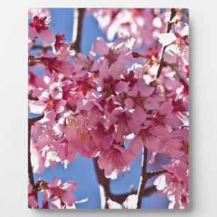 Plaque Photo Fleurs de cerisier Sakura Étoiles rouges