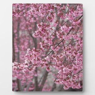 Plaque Photo Fleurs de cerisier Sakura rose flottant
