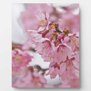 Plaque Photo Fleurs de cerisier Sakura rose pâle