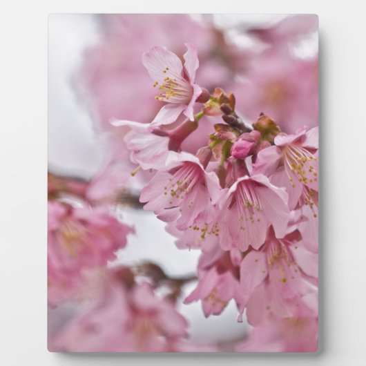 Plaque Photo Fleurs de cerisier Sakura rose pâle (Devant)