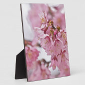 Plaque Photo Fleurs de cerisier Sakura rose pâle (Côté)