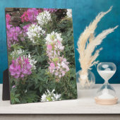 Plaque Photo Fleurs de Clé rose et blanc (Côté)