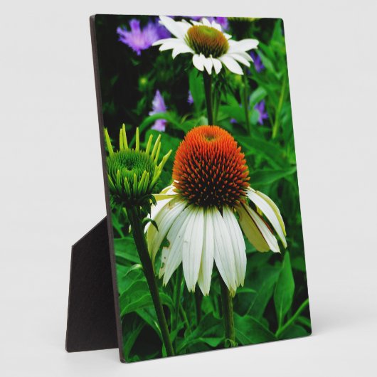 Plaque Photo Fleurs de cônes blanches et orange (Côté)