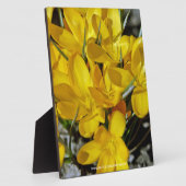 Plaque Photo Fleurs de Crocus jaunes (Côté)
