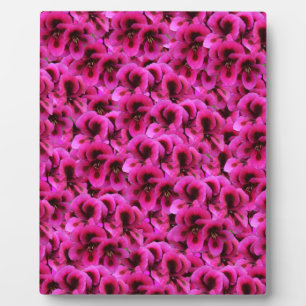 Plaque Photo Fleurs De Géranium Magenta Chaud,