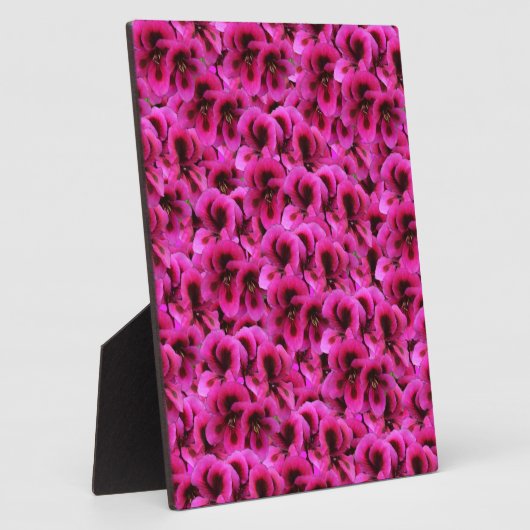 Plaque Photo Fleurs De Géranium Magenta Chaud, (Côté)