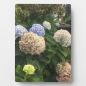 Plaque Photo Fleurs de jardin (Devant)
