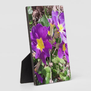 Plaque Photo Fleurs de jardin pourpres