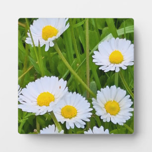 Plaque Photo Fleurs de jardin sauvage Roumanie – Photographie d