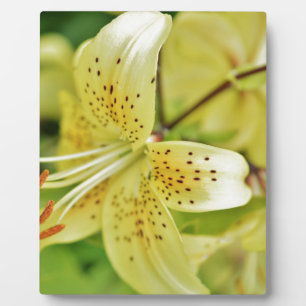 Plaque Photo Fleurs de Lily  Mariages
