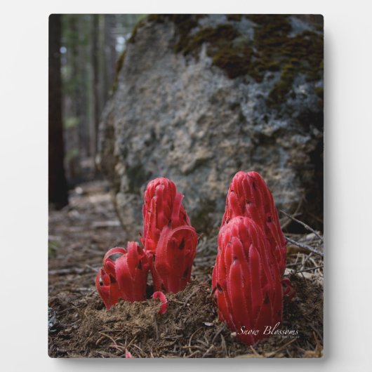 Plaque Photo Fleurs de Neige (Devant)