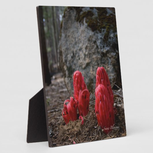 Plaque Photo Fleurs de Neige (Côté)