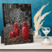 Plaque Photo Fleurs de Neige (Côté)