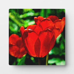 Plaque Photo Fleurs de tulipes rouges