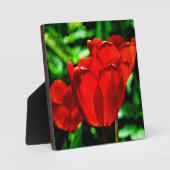 Plaque Photo Fleurs de tulipes rouges (Recto)