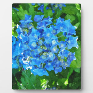 Plaque Photo Fleurs d'hydrangée bleue. Photographie florale.