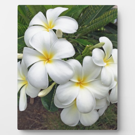 Plaque Photo Fleurs Hawaii Plumeria (Devant)