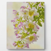 Plaque Photo Fleurs papillons (Devant)