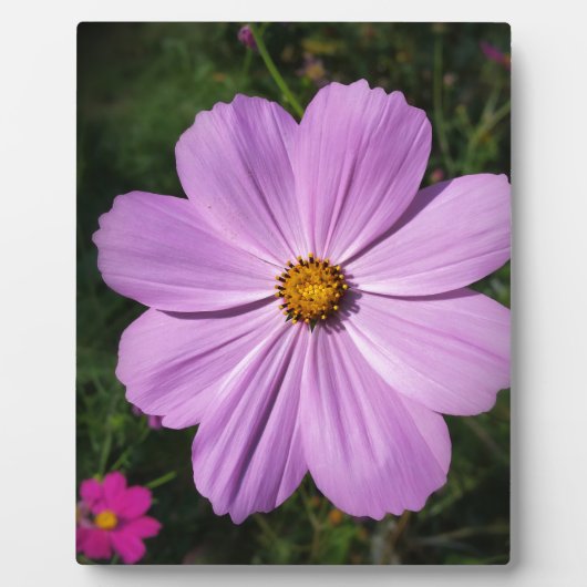 Plaque Photo fleurs rose vif (Devant)