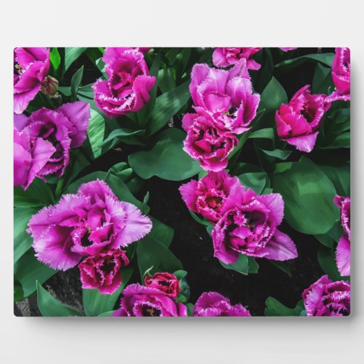 Plaque Photo Fleurs tulipes roses (Devant)
