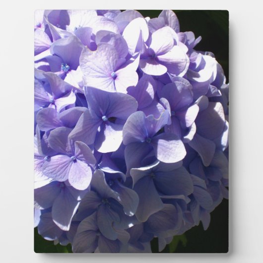 Plaque Photo Fleurs violettes hydrageas violets fleuris pourpre (Devant)