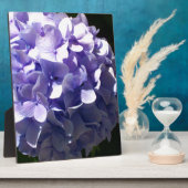 Plaque Photo Fleurs violettes hydrageas violets fleuris pourpre (Côté)
