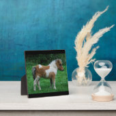 Plaque Photo Fluffy Adorable Dartmoor Pony (Insitu)