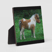 Plaque Photo Fluffy Adorable Dartmoor Pony (Recto)