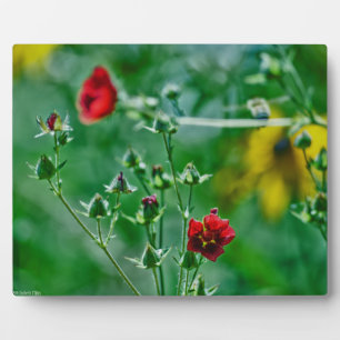 Plaque Photo Fly-By dans le jardin