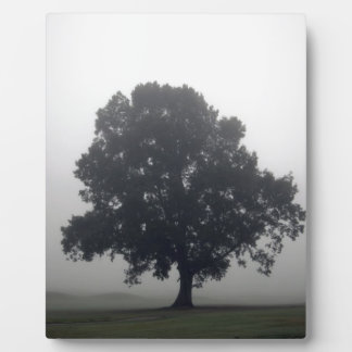 Plaque Photo Foggy Tree