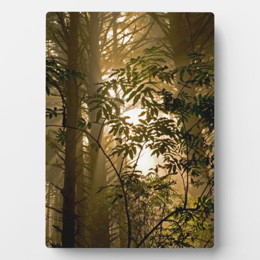 Plaque Photo Forêt à feuillage persistant | Côte de l'Oregon (Devant)