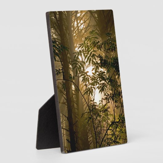 Plaque Photo Forêt à feuillage persistant | Côte de l'Oregon (Côté)