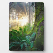 Plaque Photo Forêt côtière du Pacifique, Oregon (Devant)
