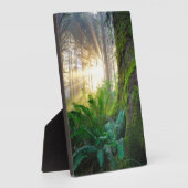 Plaque Photo Forêt côtière du Pacifique, Oregon (Côté)