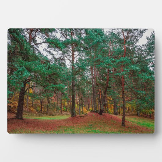 Plaque Photo Forêt d'automne (Devant)