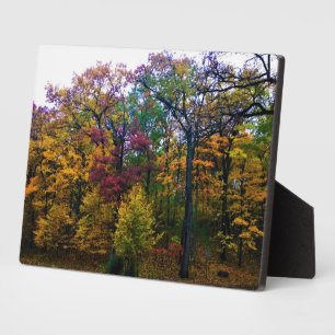 Plaque Photo Forêt d'automne sombre